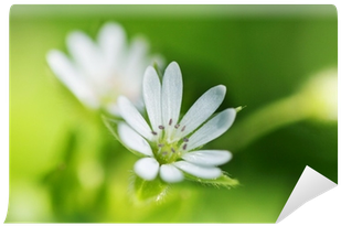 African Daisy (400x400), Png Download