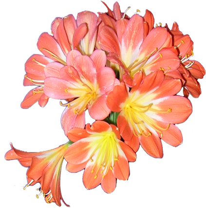 Breeding Has Been A Fantastic Success And Much Appreciated - Natal Lily (591x591), Png Download