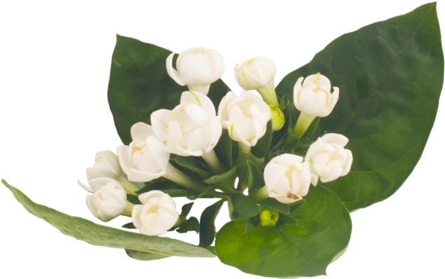 Lanxel-flower - Lily Of The Valley (1000x515), Png Download