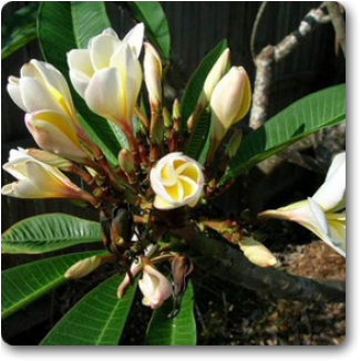 Frangipani (332x455), Png Download