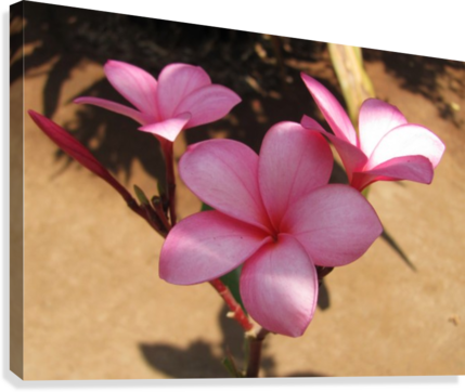 Pink Plumeria Canvas Print - Frangipani (429x362), Png Download