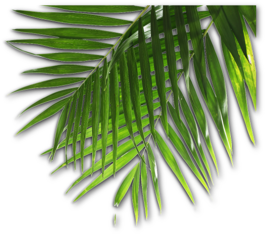 Info And Contact - Information (530x468), Png Download