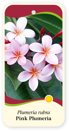 N1n - Frangipani (297x544), Png Download