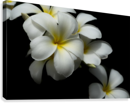White Plumeria Canvas Print - Artist (429x342), Png Download