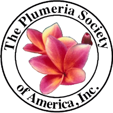 The Plumeria Society Of America, Inc - Plumeria (382x400), Png Download