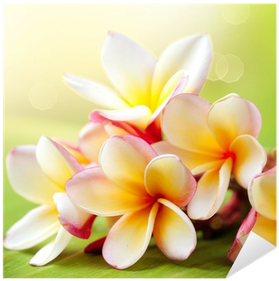 Frangipani Tropical Spa Flower - Good Morning Sunny Day (400x400), Png Download