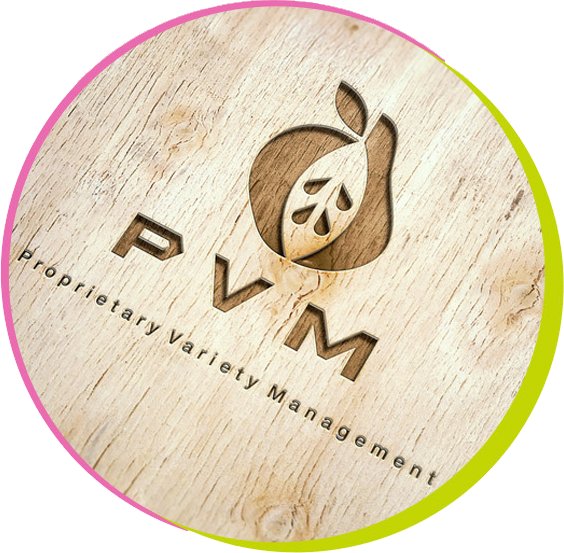 Circle-wood - Wood (564x553), Png Download