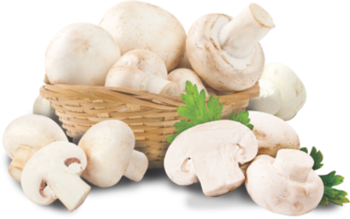 Mushroom - Fresh Mushrooms (500x314), Png Download