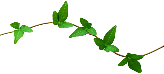 Nature Png File - Vines Of A Plant (700x318), Png Download