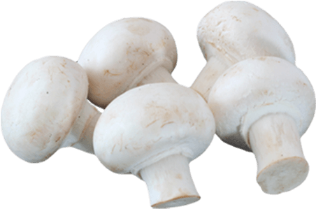 Button Mushroom- 1box - Agaricus (500x500), Png Download