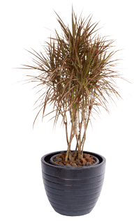 Whatsapp Dracaena Tricolour - Dracaena (480x320), Png Download