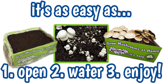 The Mushroom Compost Has Already Been Prepared And - Plant Mushroom At Home (578x282), Png Download