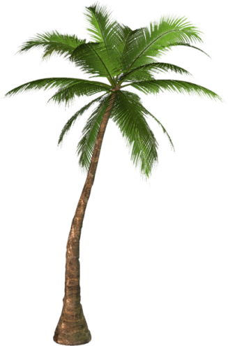 Palm Tree Png, Palm Tree Clip Art, Palm Trees, Tree - Palm Tree Png (327x495), Png Download