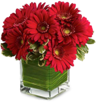 Red Passion Gerberas - Birthday Flowers Online - Hats Off To Daisy - Flowers (480x480), Png Download