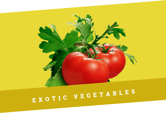 Promotion-banner1 - Tomato Plant (550x375), Png Download