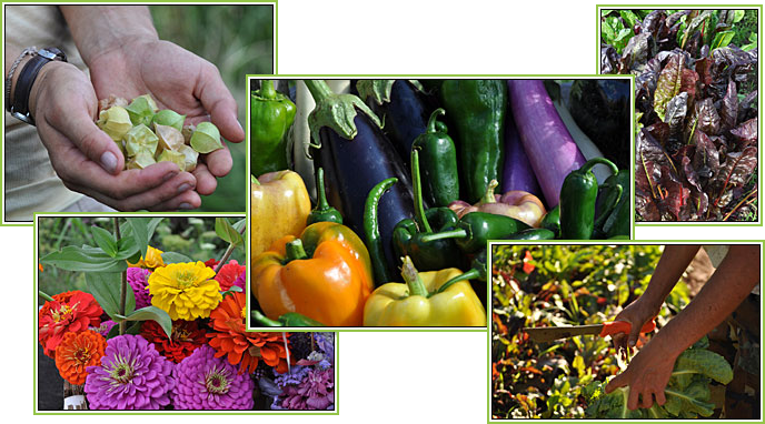 Are You Looking For Local And Or Organic Fruits And - Brick Farm Market (688x382), Png Download