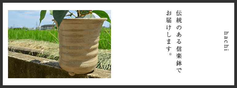 Of The Tree Said To That Buddha Attained Realization - Grass (771x288), Png Download