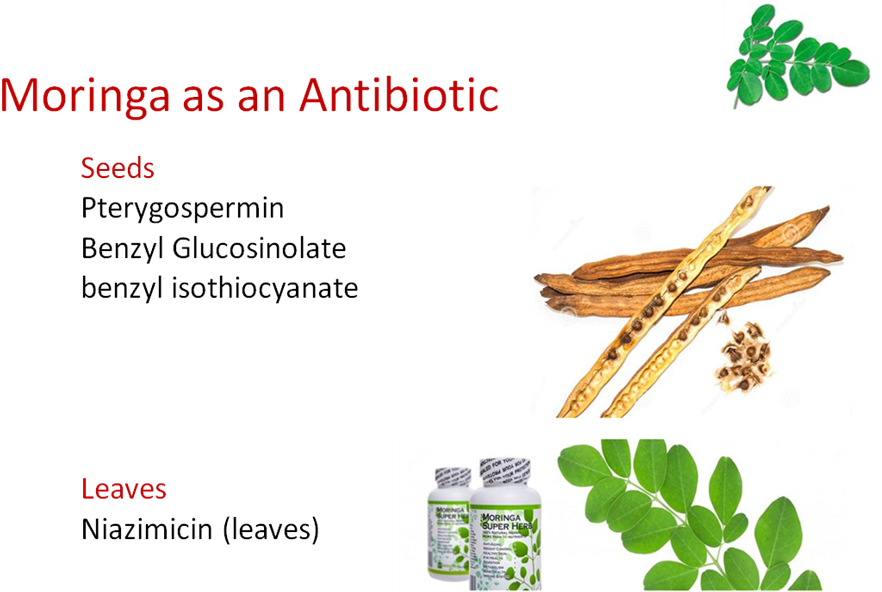 Well-being - 100 Seeds Organic Dry Moringa Oleifera Seed Thai Herb (882x592), Png Download
