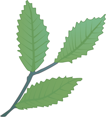 Ian Symbol Fagus Grandifolia Leaves - American Beech Leaves (360x400), Png Download