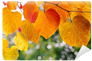 Do Leaves Change Color? (everyday Earth Science) (400x400), Png Download