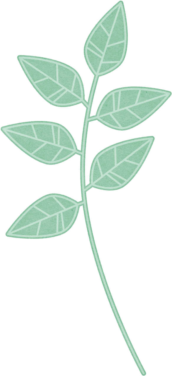 Яндекс - Фотки - Tree (592x1280), Png Download