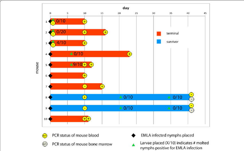 Timeline Showing Mouse Survival And Infectiousness - Fig.1 (850x525), Png Download