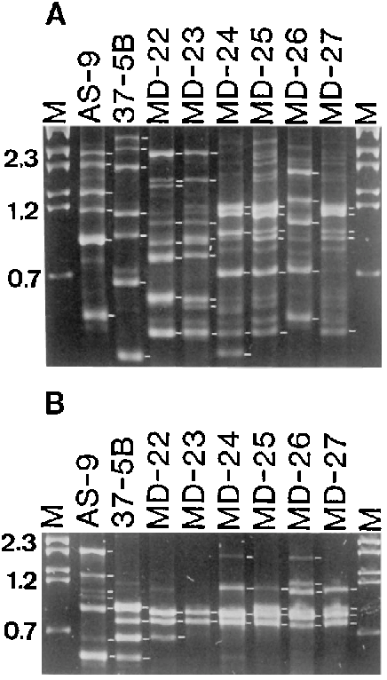 From Representative Israeli And U - Architecture (436x766), Png Download