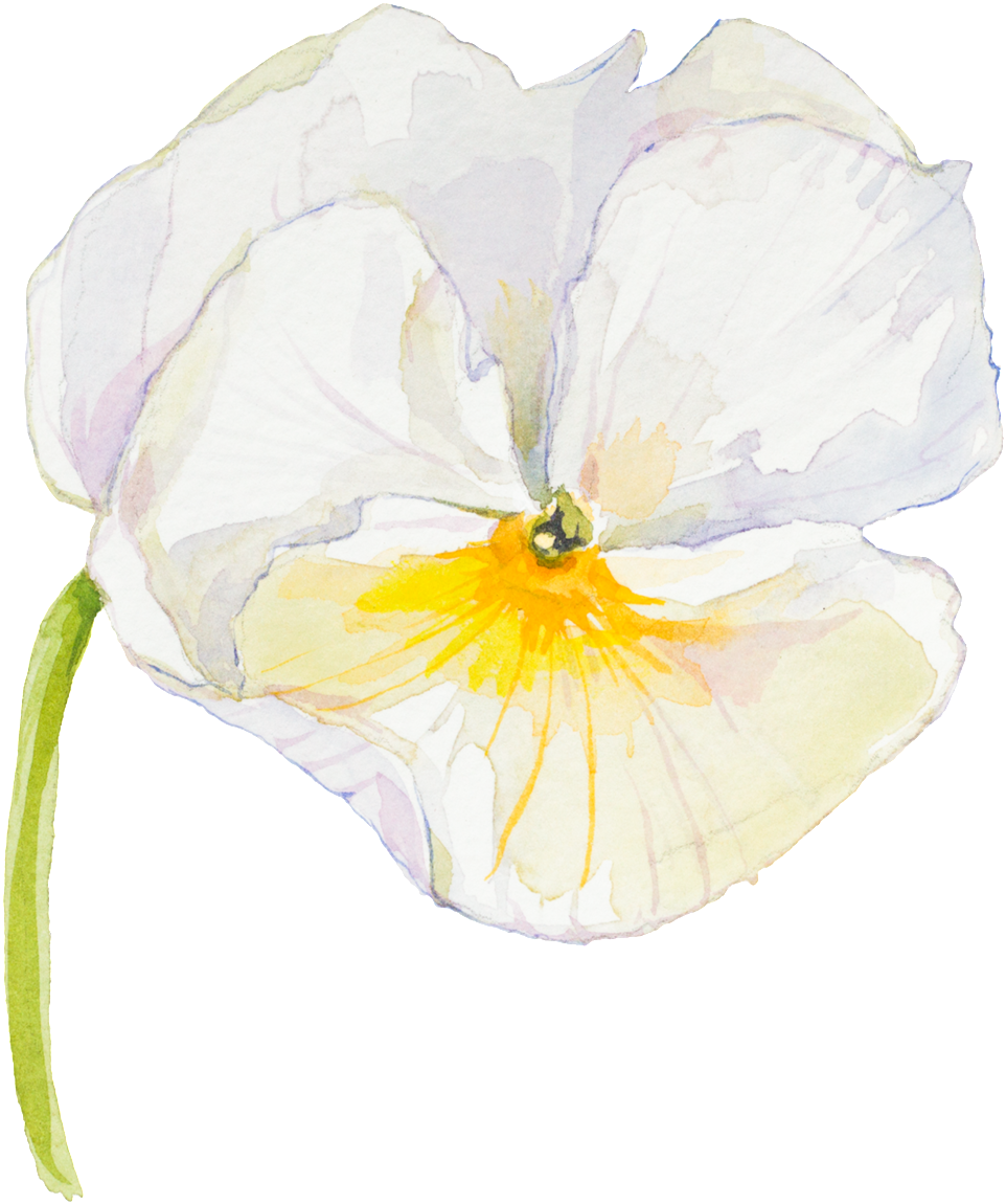 Elegant And Elegant White Flower Transparent - White (1024x1178), Png Download