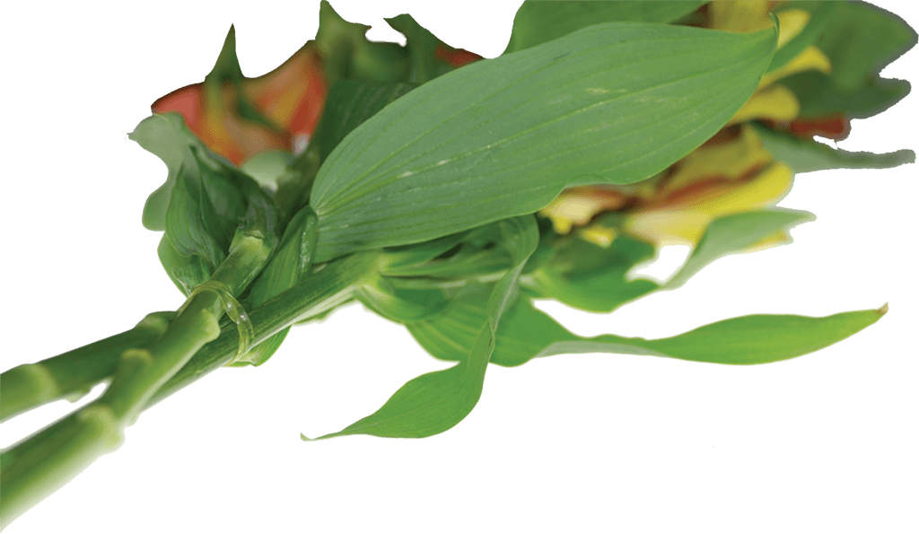 Clear Rubber Bands Used In Floral Applications - Rubber Band (1024x595), Png Download