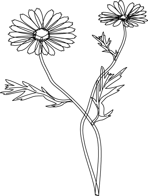 Stoke Flower Vector - Flower (505x669), Png Download
