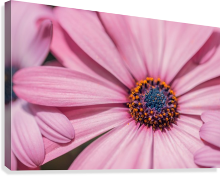 Gerbera Flower Background Canvas Print - African Daisy (429x344), Png Download