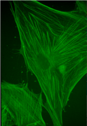 Mouse - Anti-actin Antibodies (400x400), Png Download