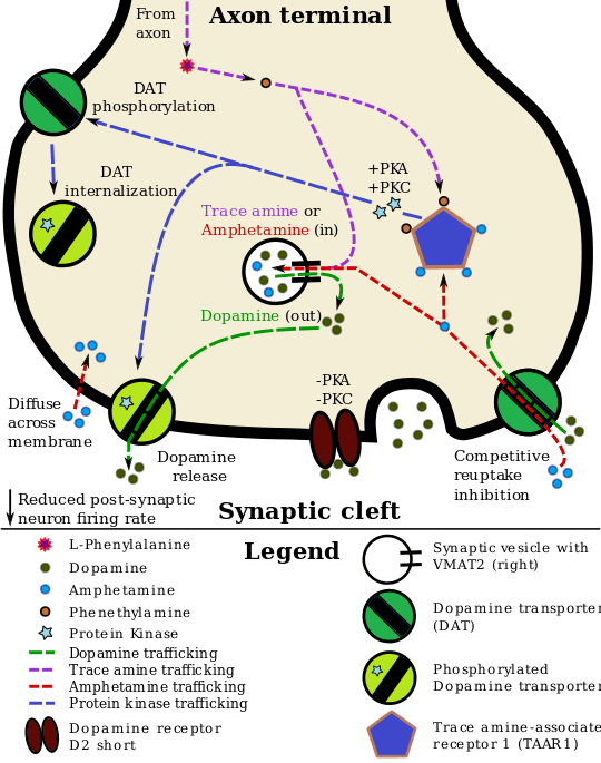 A Pharmacodynamic Model Of Amphetamine And Taar1 - Taar1 Dopamine (540x685), Png Download