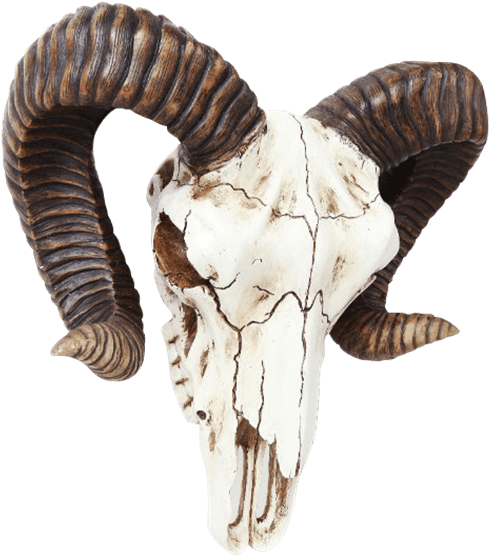 Ram Skull Wall Decoration - Ram Skull Buckle (555x555), Png Download