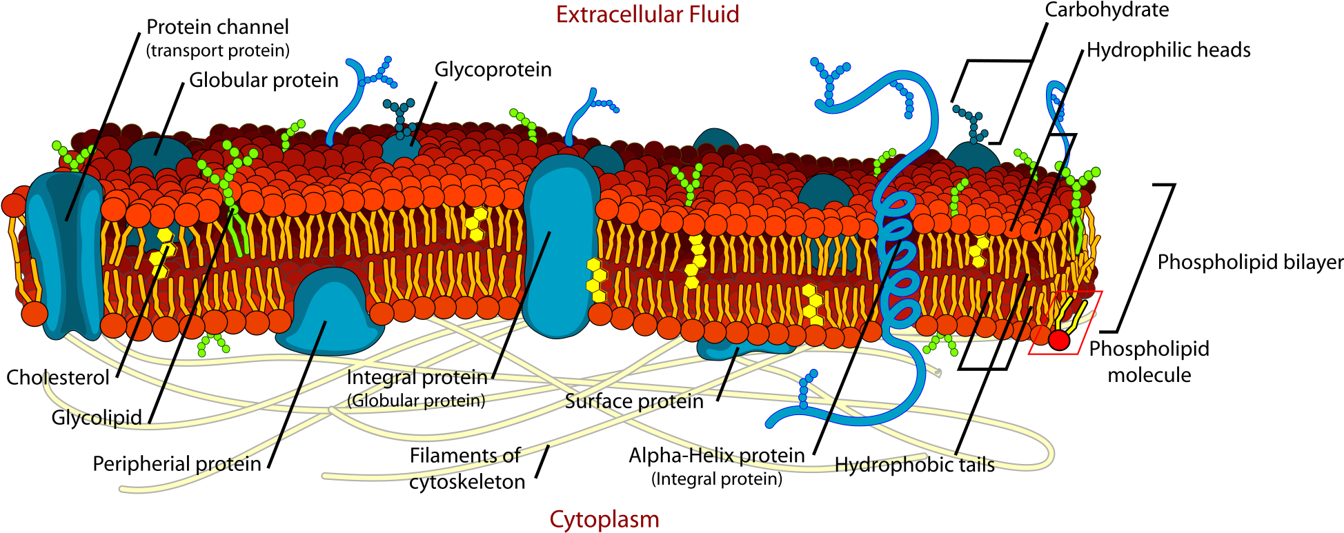Cell Membrane Detailed Diagram Edit2 - Cell Membrane Diagram (2022x832), Png Download