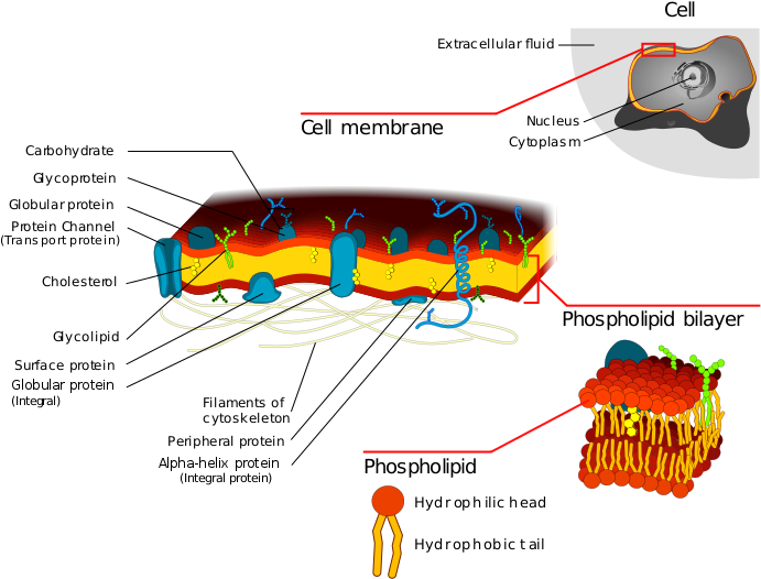Cell Membrane Detailed Diagram - Detailed Plasma Membrane Diagram (700x544), Png Download