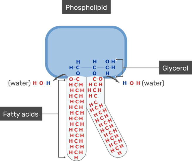 Download An Image Showing The Fatty Acids Of The Tail And Glycerol