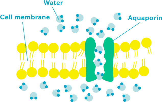 Water In The Body Includes Intracellular Water, And - Aquaporin Biology (640x420), Png Download