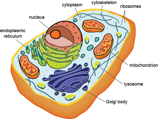 Cell Membrane-controls The Movement Of Substances In - Eukaryotic Cell Structure (627x470), Png Download