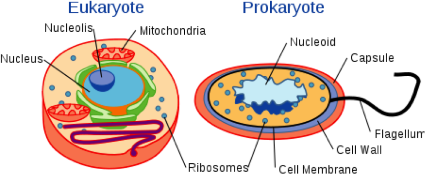 Image - Diagram Of Eukaryotic And Prokaryotic Cell (865x362), Png Download