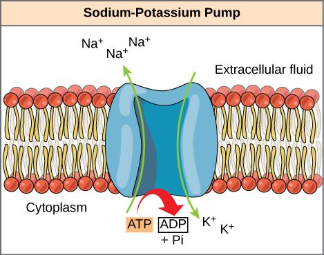 This Illustration Shows The Sodium-potassium Pump Embedded - Sodium Potassium Pump In The Cell Membrane (469x370), Png Download