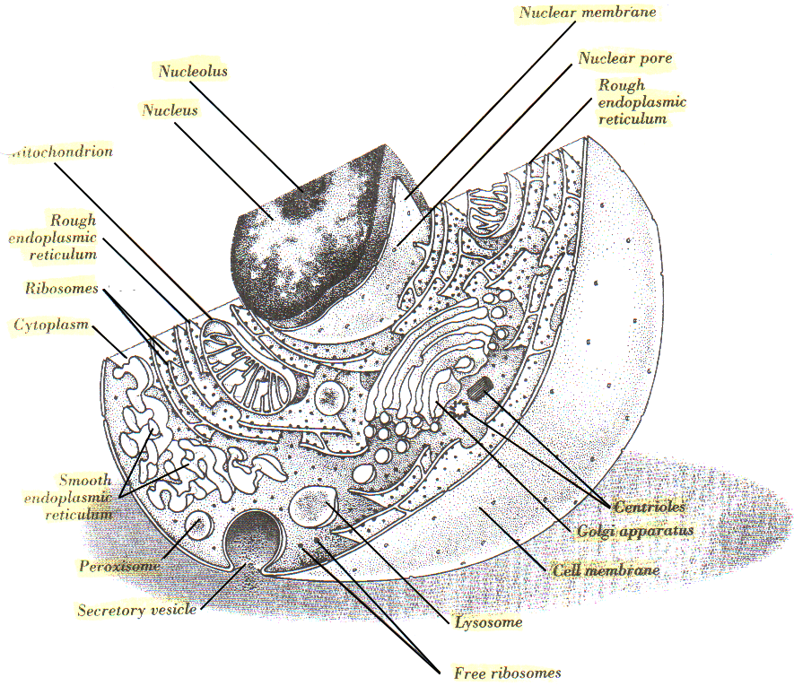Parts Of A Cell - Parts Of A Nucleolus (885x765), Png Download