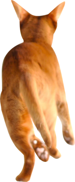 Free Running Cat Png Running Red Cat Cut Out Transparent - Cat Running Transparent Background (250x600), Png Download