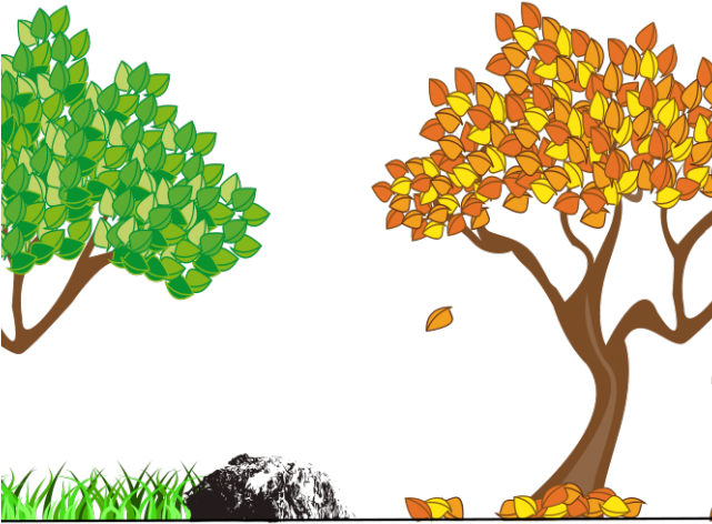 Seasons Of A Pear Tree (640x480), Png Download