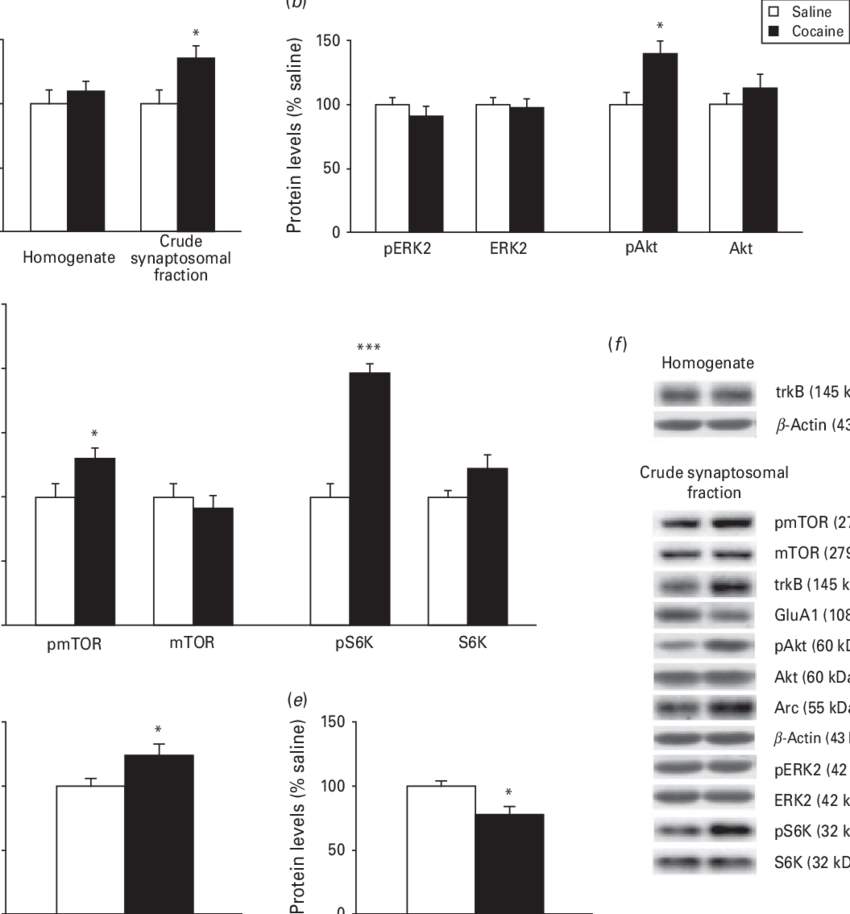 Developmental Exposure To Cocaine Alters Bdnf-induced - Brain-derived Neurotrophic Factor (850x914), Png Download