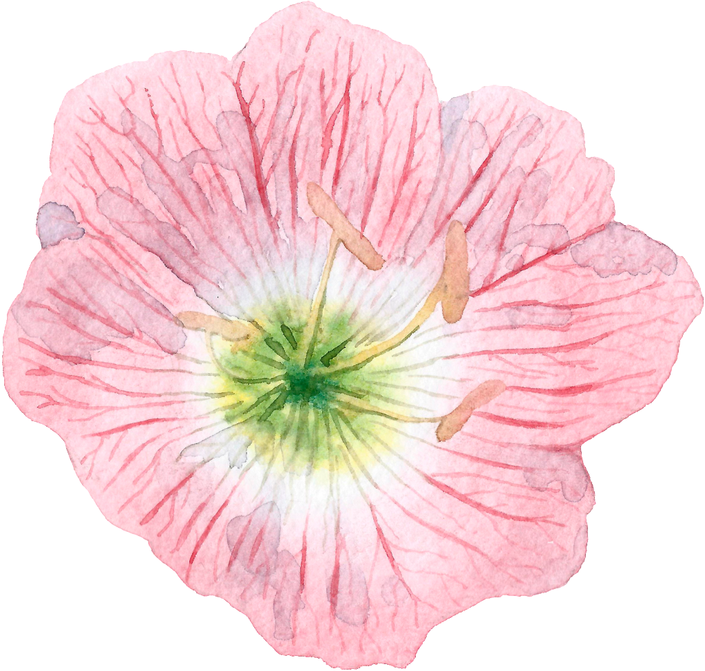 Hand Painted Cartoon Hibiscus Png Transparent - Portable Network Graphics (1024x975), Png Download