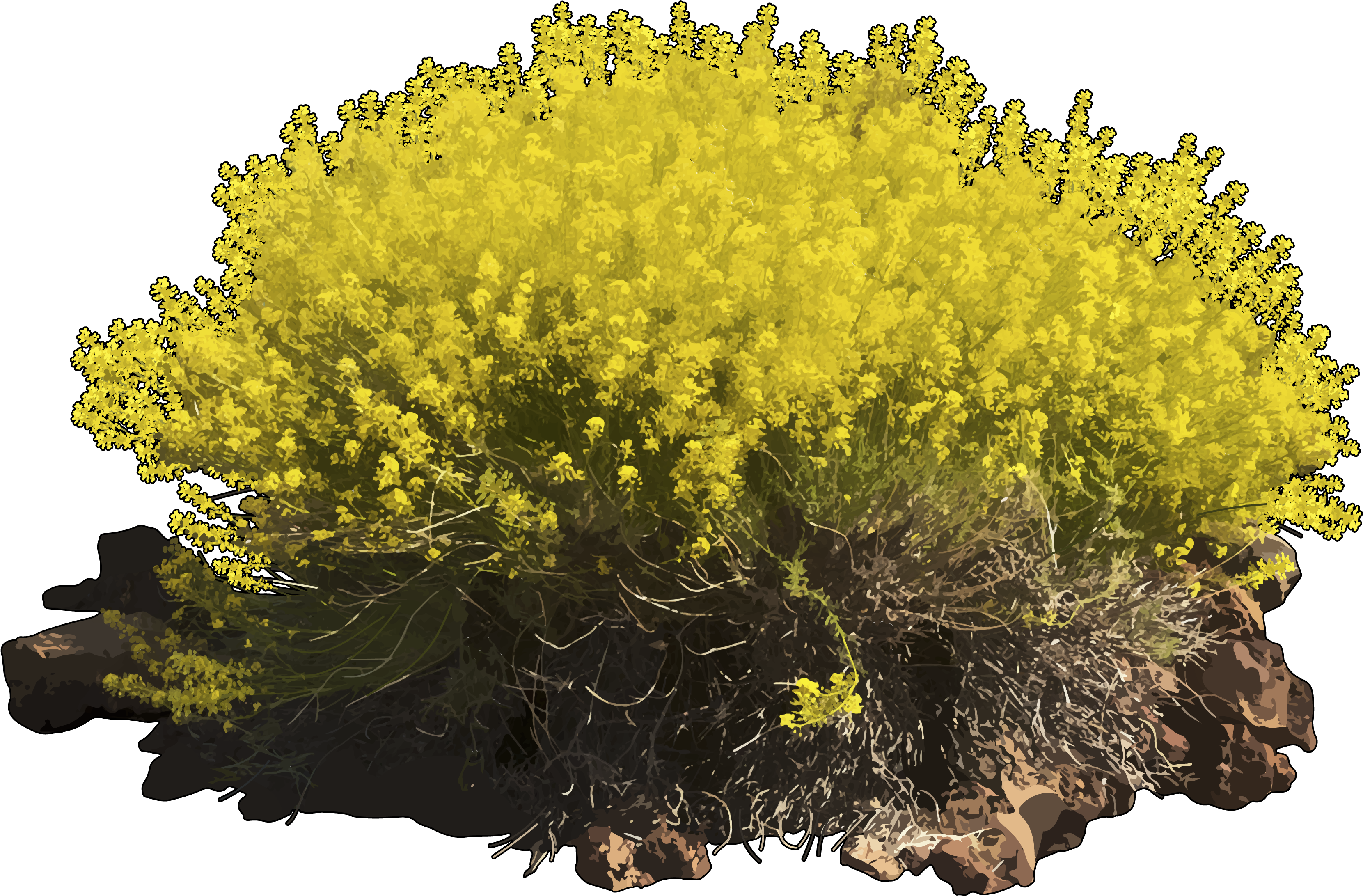 Hierba Pajonera - Arbusto Hierba (3508x2480), Png Download