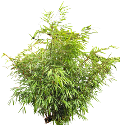 Arbusto De Jardim-l - Sword Fern Air Purifying (400x400), Png Download