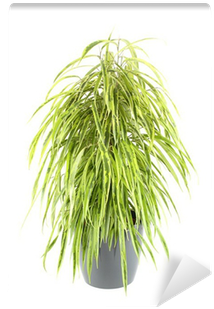Grass (400x400), Png Download