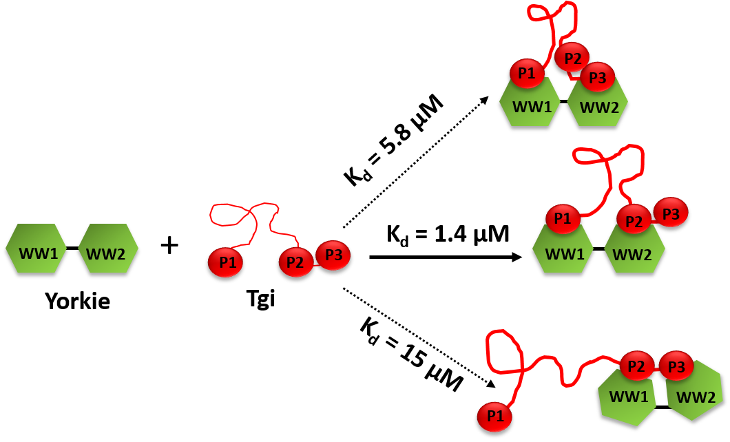 Read The Most Recent Work From The Nyarko Group (1060x642), Png Download